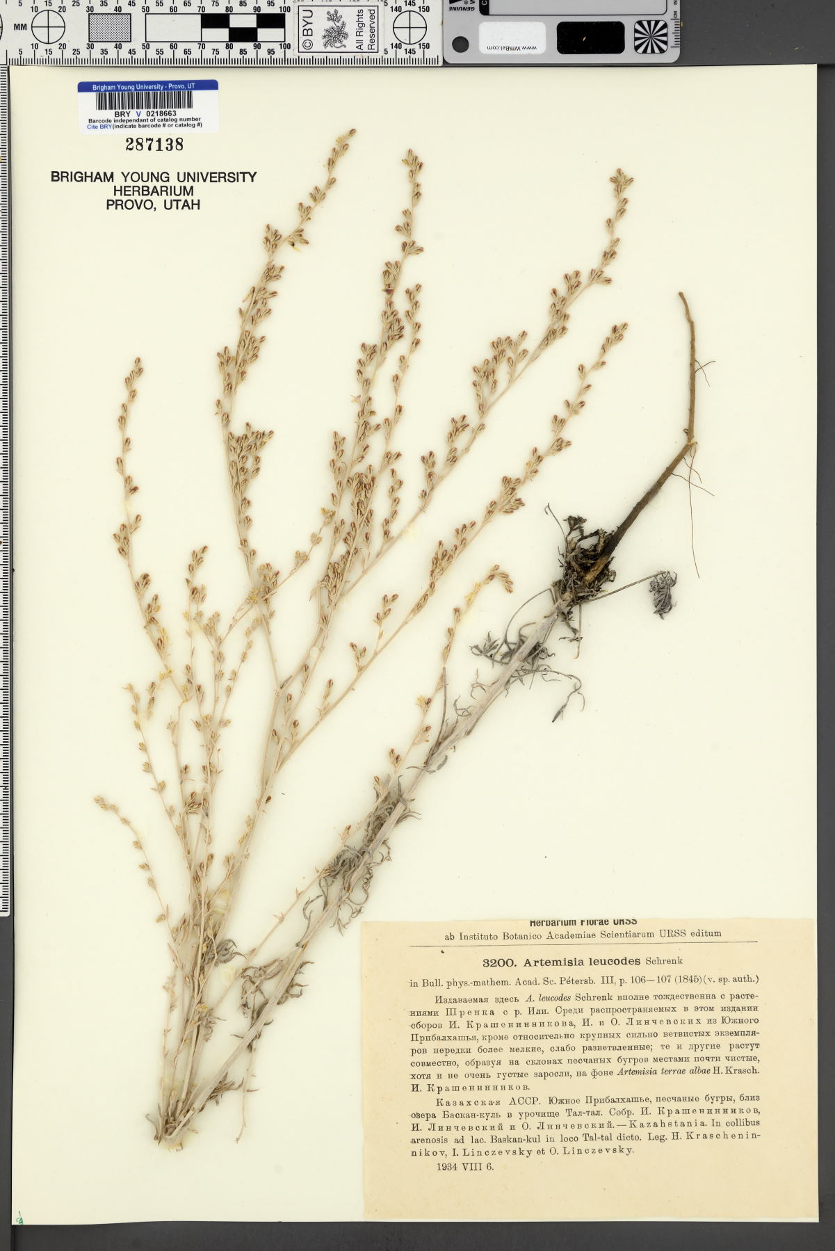 Artemisia leucodes image