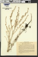 Image of Artemisia leucodes