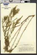 Image of Artemisia porrecta