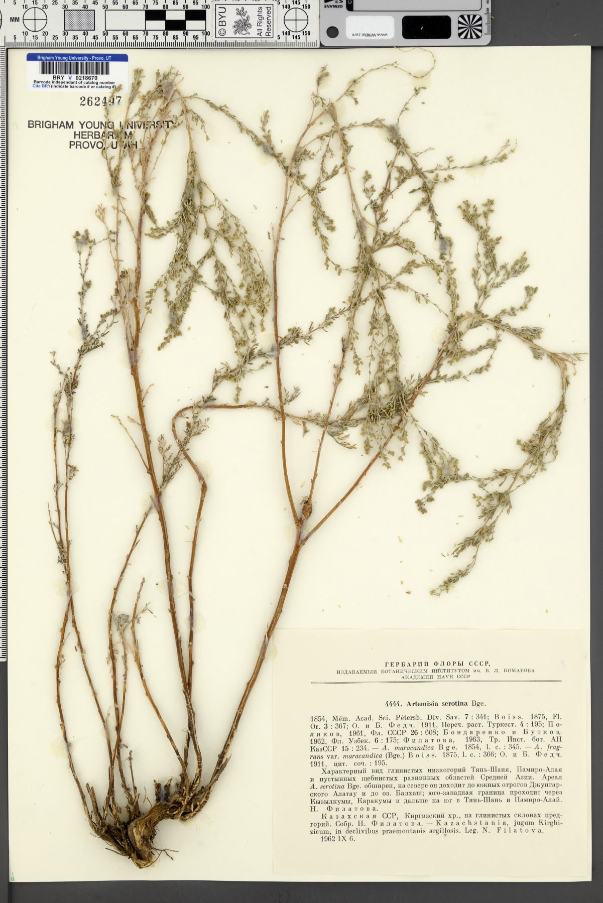 Artemisia serotina image