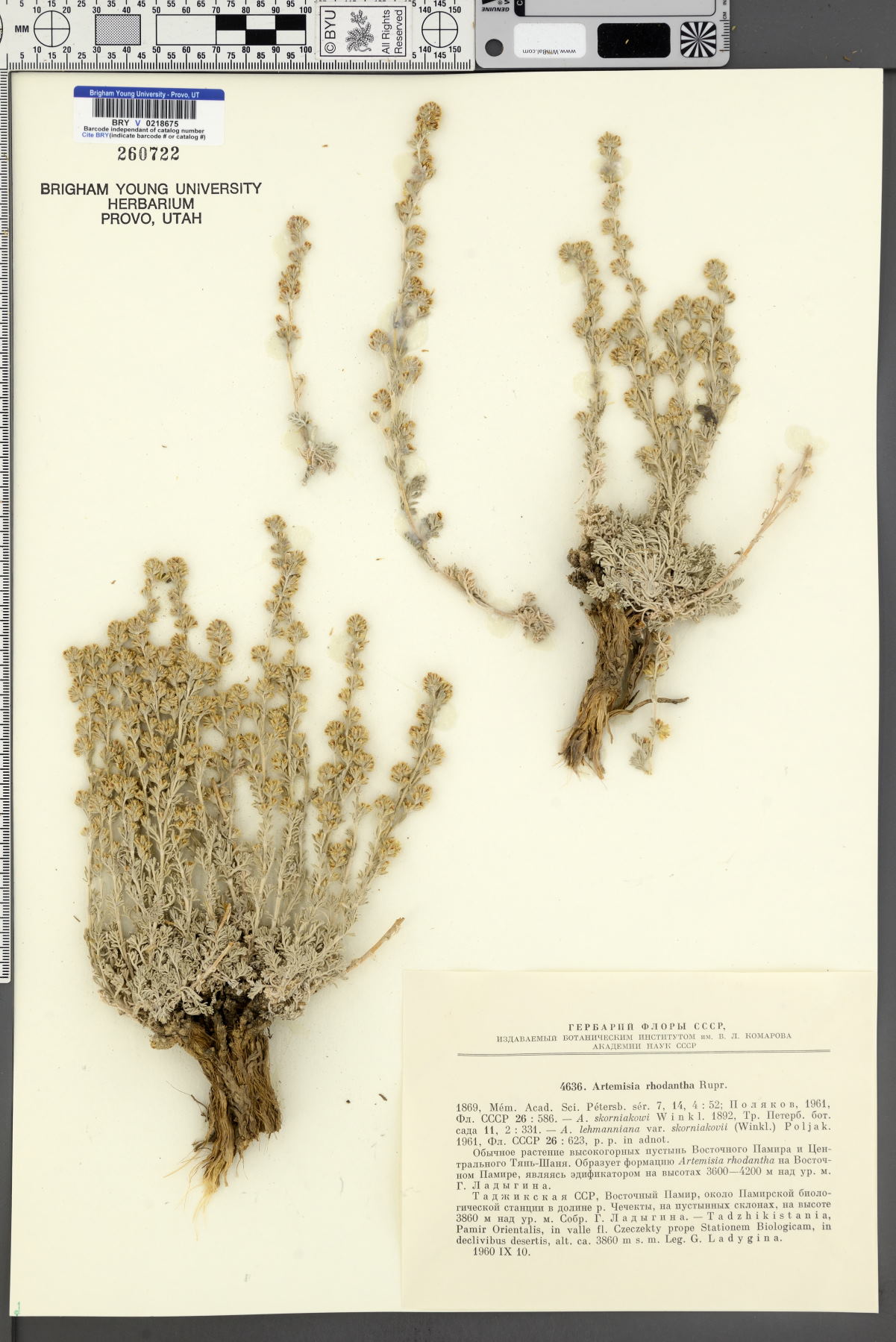 Artemisia rhodantha image