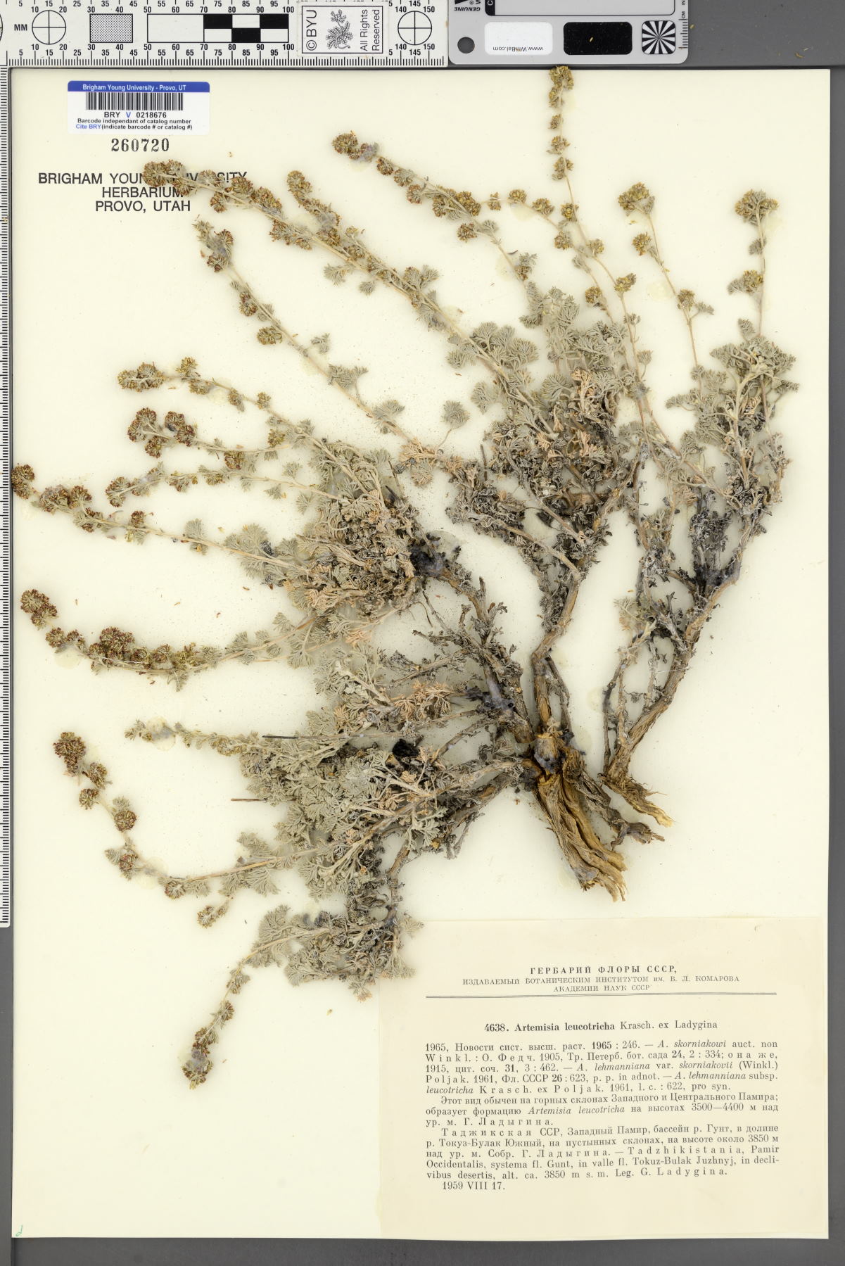 Artemisia leucotricha image