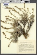 Image of Artemisia leucotricha