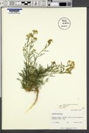 Lepidium montanum var. jonesii image
