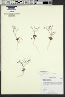 Eriogonum wetherillii image