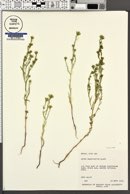 Symphyotrichum ciliatum image