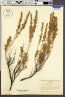 Artemisia tripartita image