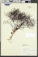 Eriogonum wetherillii image