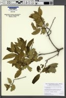 Quercus parvula var. shrevei image