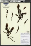 Pedicularis rigginsiae image
