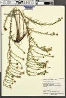 Symphyotrichum fendleri image
