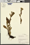 Symphyotrichum foliaceum var. canbyi image