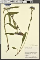 Symphyotrichum foliaceum image