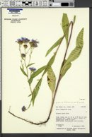 Symphyotrichum foliaceum var. parryi image