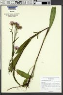 Symphyotrichum foliaceum var. foliaceum image