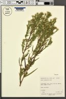 Symphyotrichum lanceolatum var. hesperium image