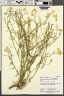 Psilostrophe sparsiflora image