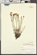 Eriogonum brevicaule var. cottamii image