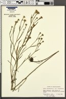 Aster tenuifolius var. tenuifolius image