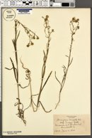 Hemizonia congesta subsp. tracyi image