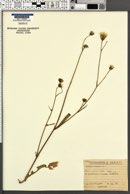 Crepis biennis image