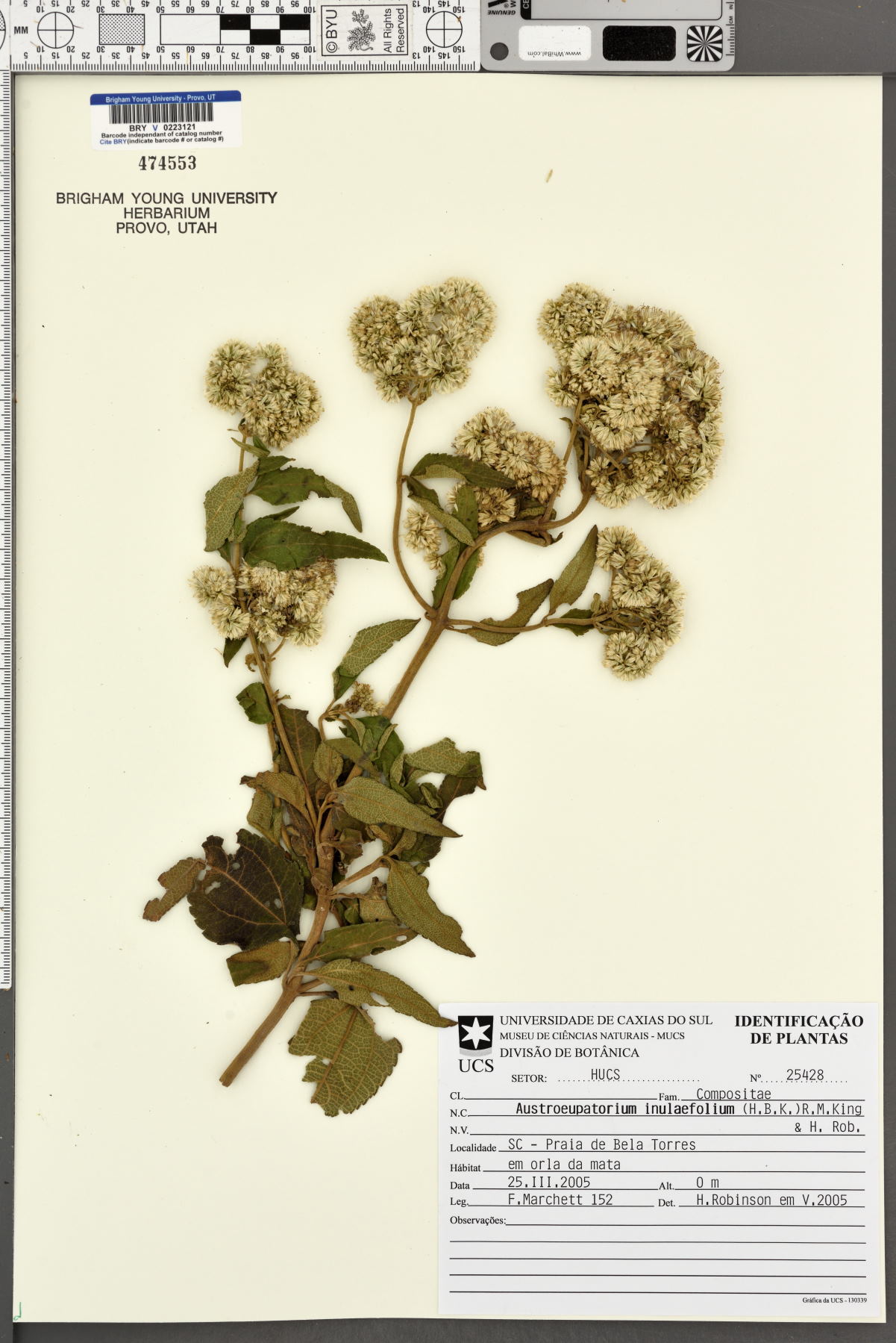 Austroeupatorium inulifolium image