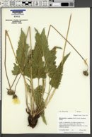 Balsamorhiza hispidula image