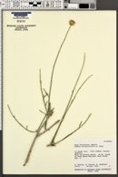 Bebbia atriplicifolia image