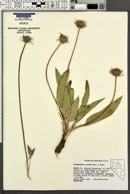 Balsamorhiza serrata image