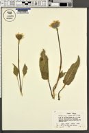Balsamorhiza serrata image