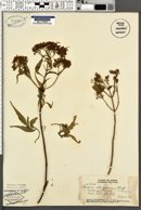 Bidens micrantha subsp. ctenophylla image