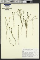 Blepharipappus scaber subsp. scaber image
