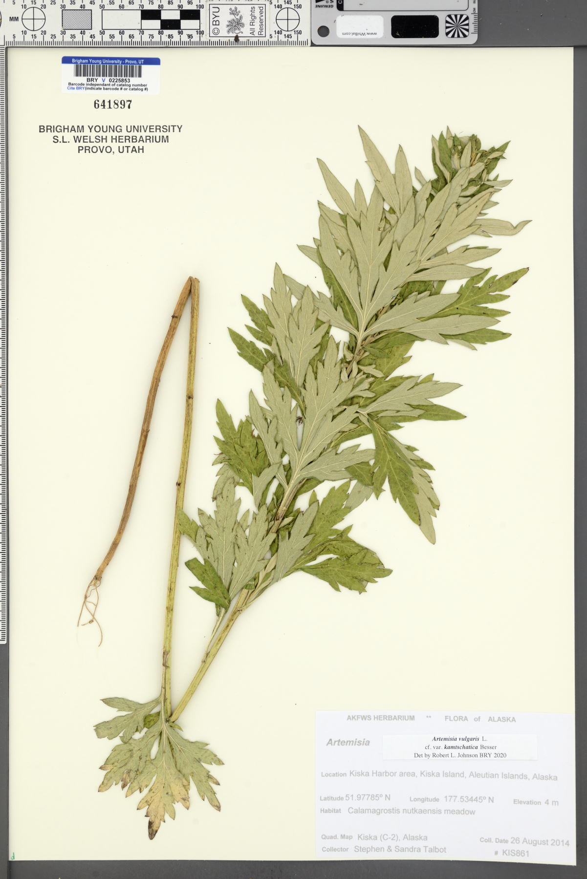 Artemisia vulgaris var. kamtschatica image