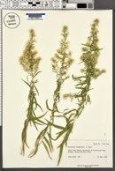 Brickellia longifolia image