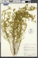 Brickellia microphylla var. scabra image