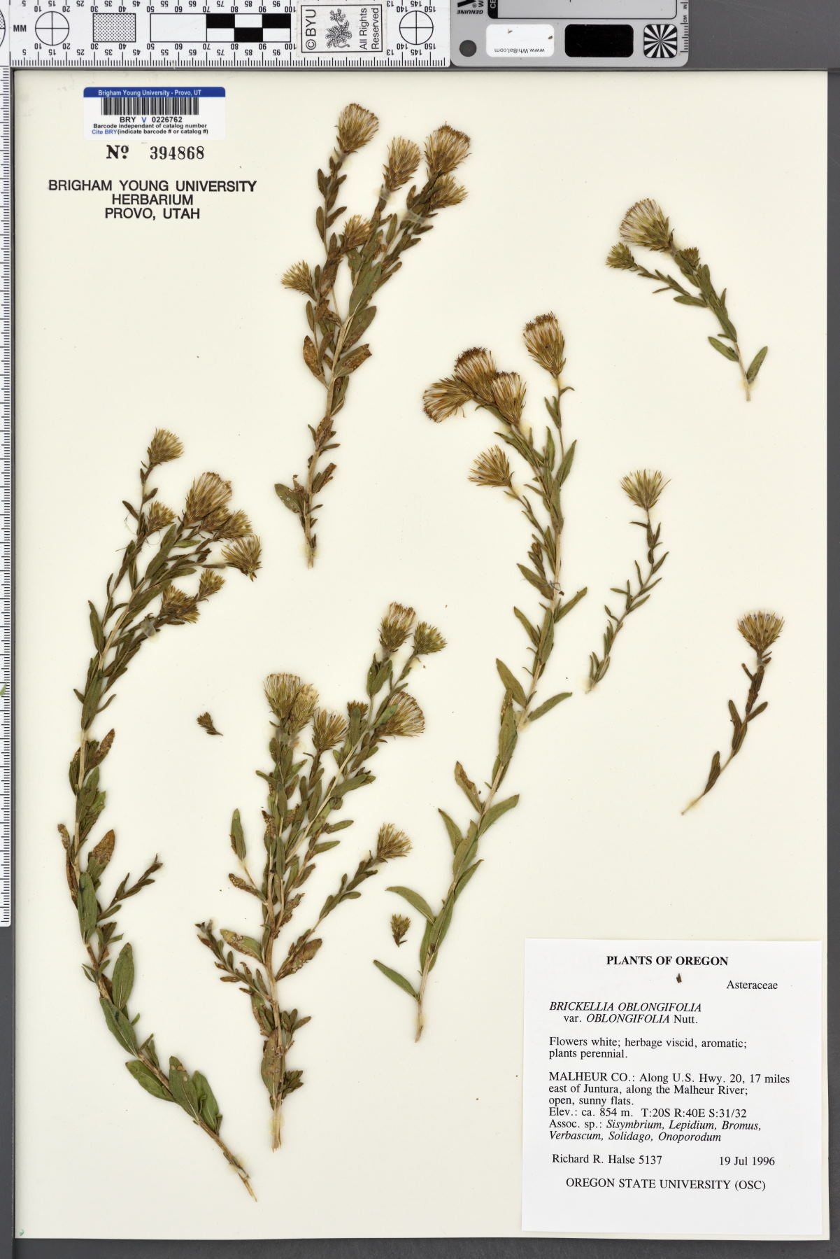 Brickellia oblongifolia var. oblongifolia image