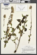 Brickellia odontophylla image