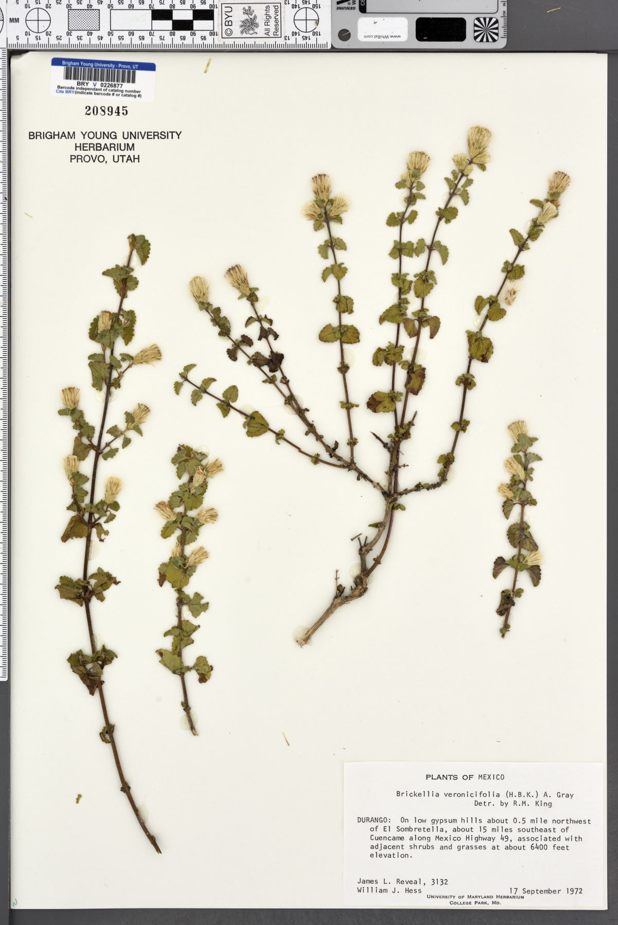 Brickellia veronicifolia image