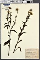 Buphthalmum salicifolium image