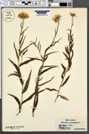 Buphthalmum salicifolium subsp. salicifolium image