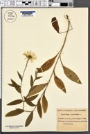 Buphthalmum salicifolium image