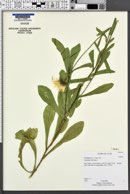 Calendula officinalis image