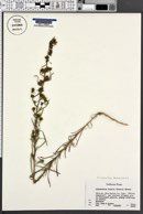 Image of Calycadenia hispida