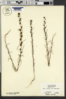 Calycadenia spicata image