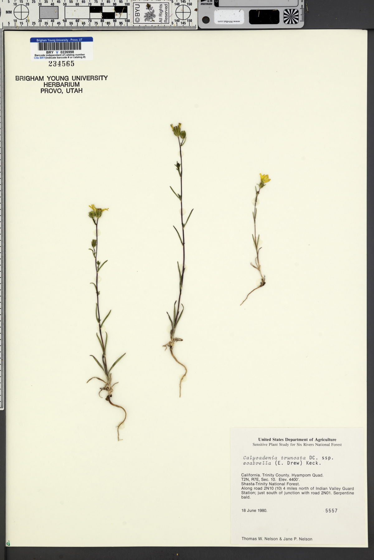 Calycadenia truncata var. scabrella image