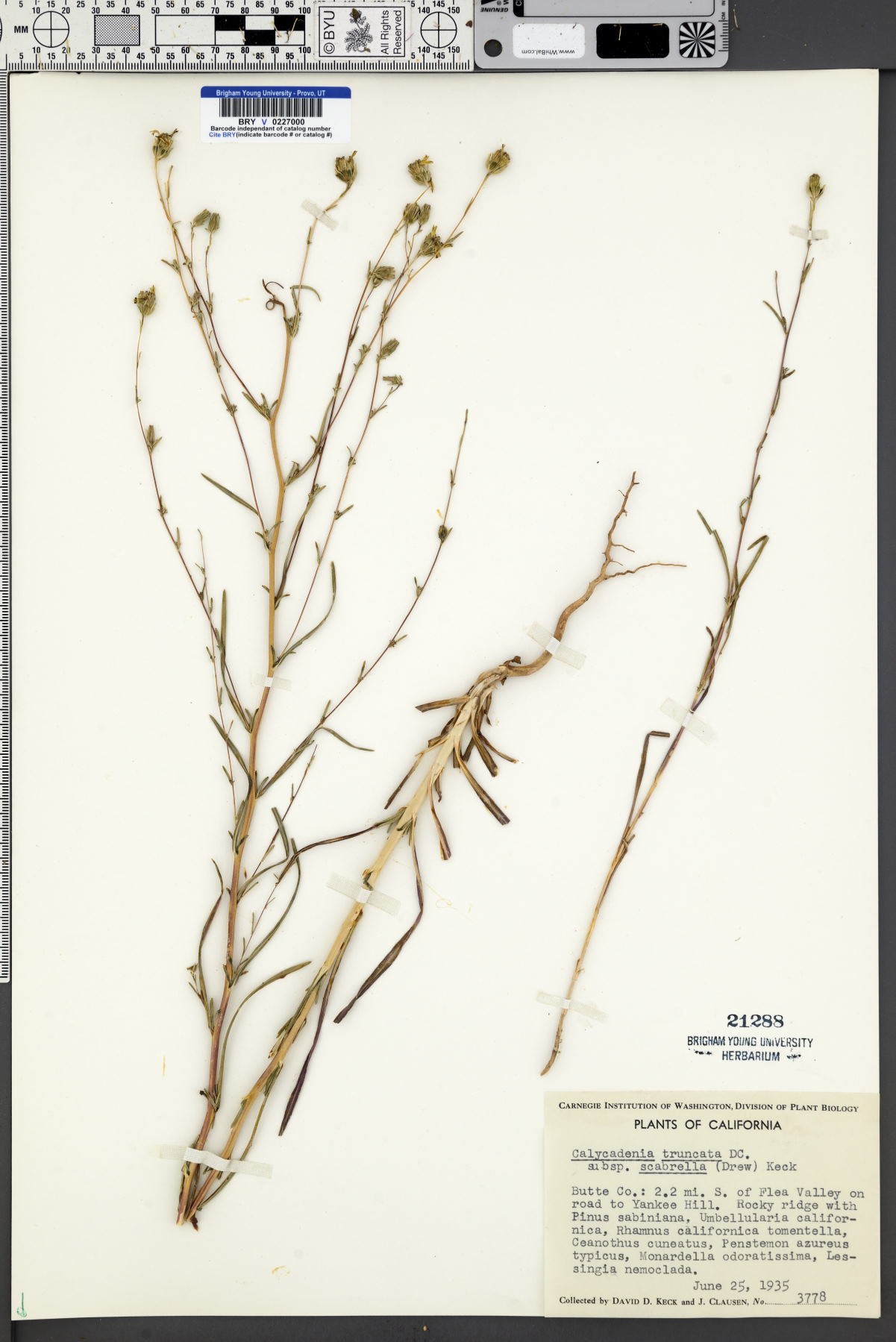 Calycadenia truncata subsp. scabrella image