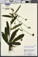 Image of Carpesium glossophyllum