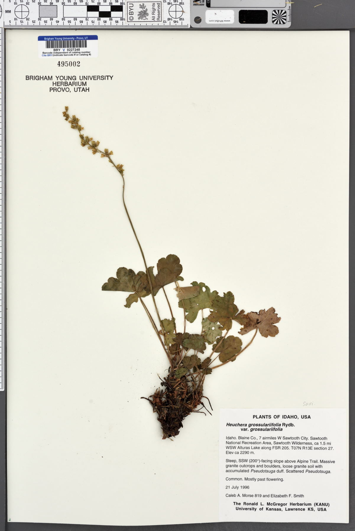 Heuchera grossulariifolia var. grossulariifolia image