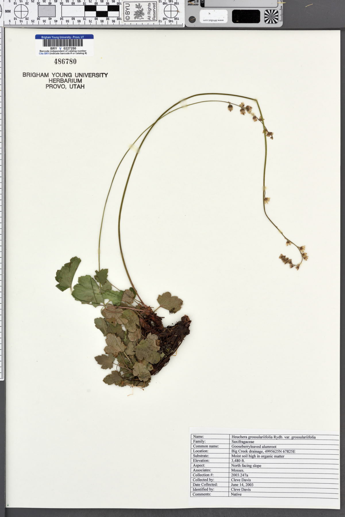 Heuchera grossulariifolia var. grossulariifolia image