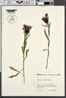 Image of Centaurea nervosa